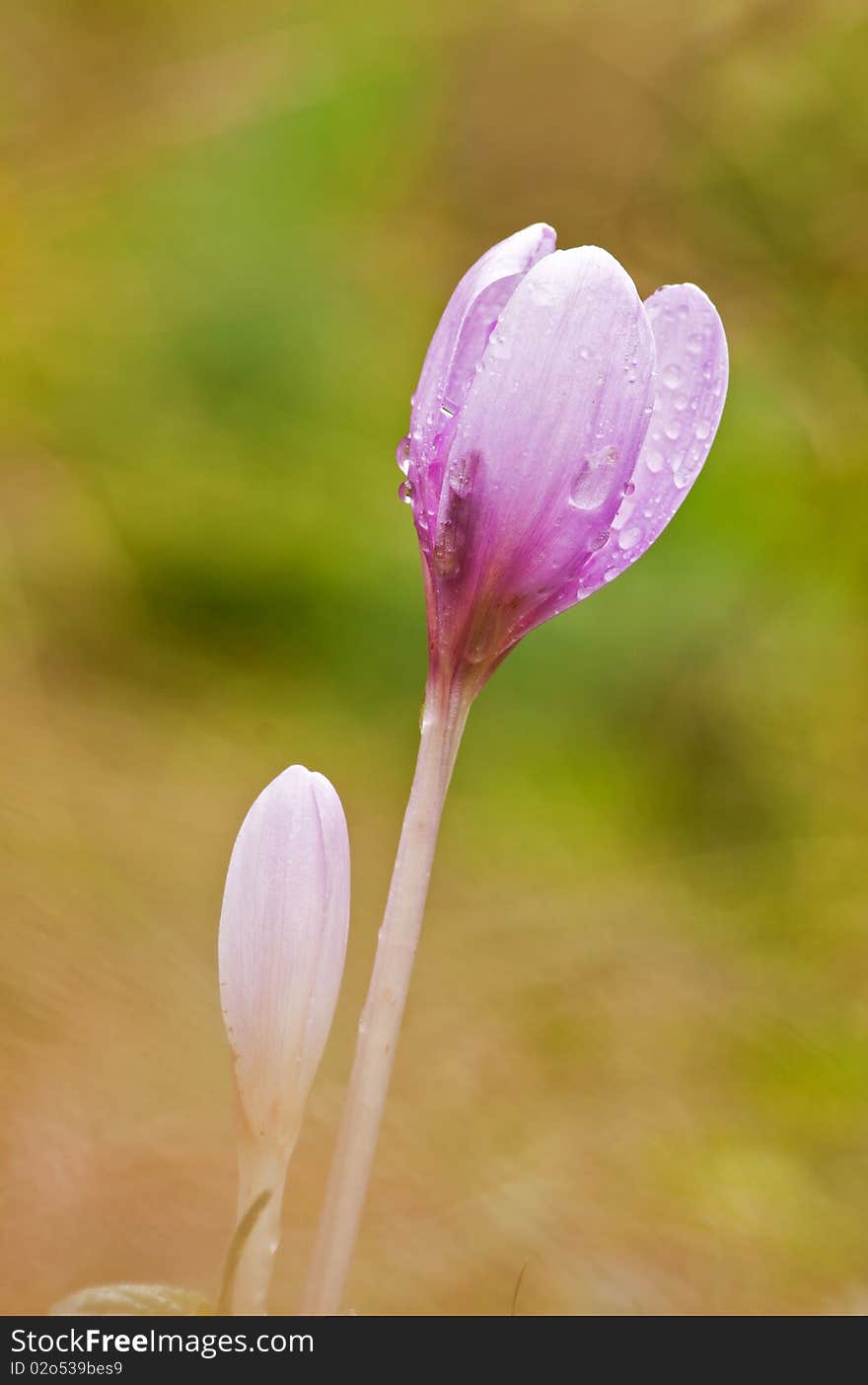 Beautiful colchicum  flowers in autumn in the meadow