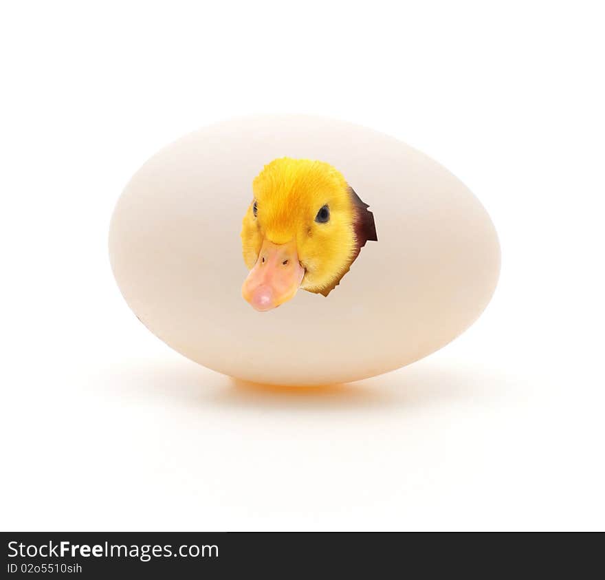 Duckling coming out of a white egg