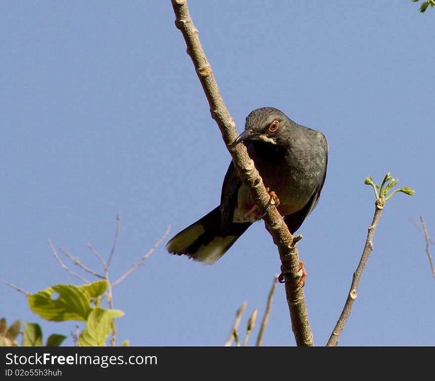 Astute blue biodiversity biosphere bird birds body branch branches head. Astute blue biodiversity biosphere bird birds body branch branches head