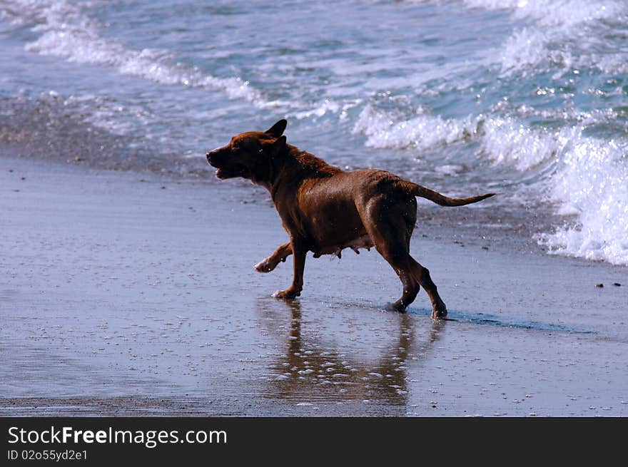 Dog on beach, Puerto Escondido