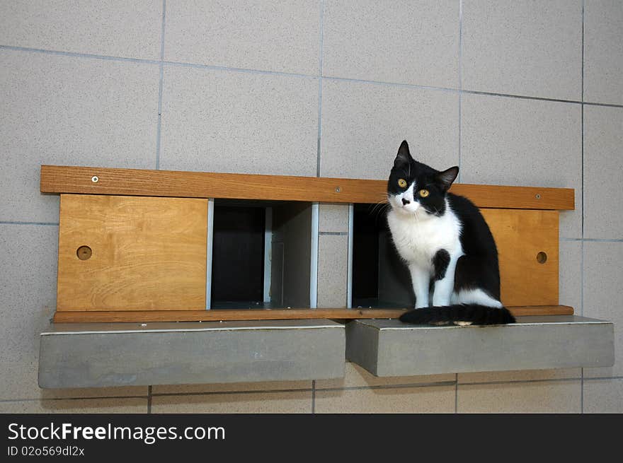 Black and white cat on wooden shelf. Black and white cat on wooden shelf