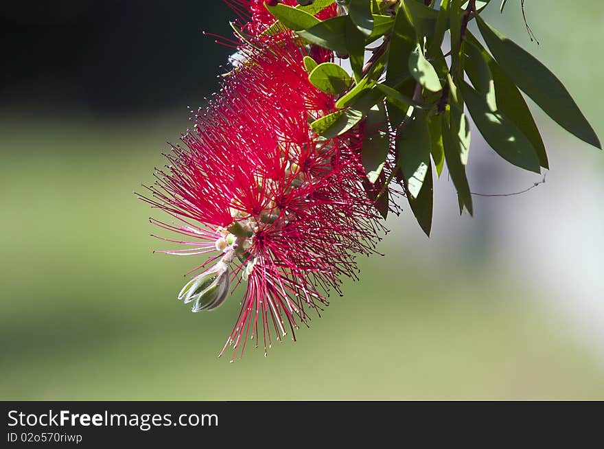 Closeup of a red flame flower and leaves on green out of focus background