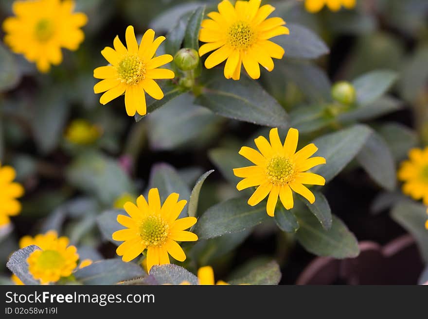 Yellow Daisy on a green Background . Yellow Daisy on a green Background .