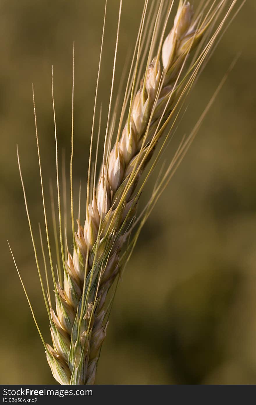 Wheat corn, close up shot