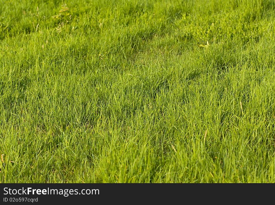 Green Grass on the summer meadow