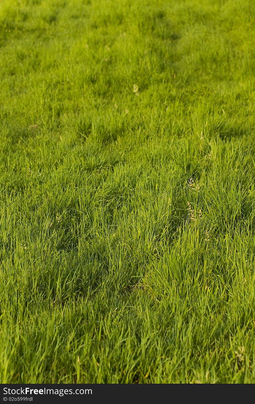 Green Grass on the summer meadow