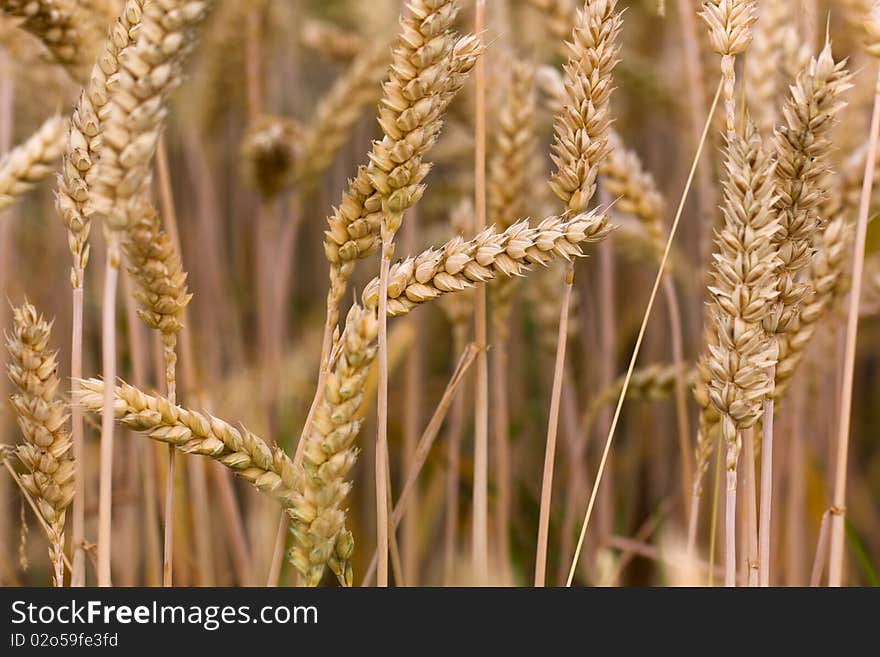 Ripe wheat corn, close up shot