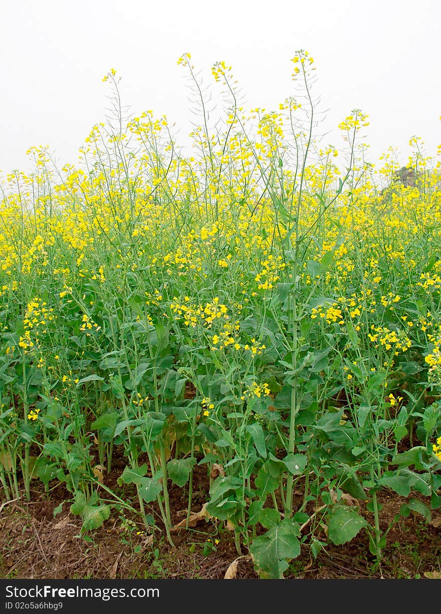 Rape flower in the field