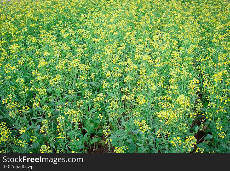 Rape flower