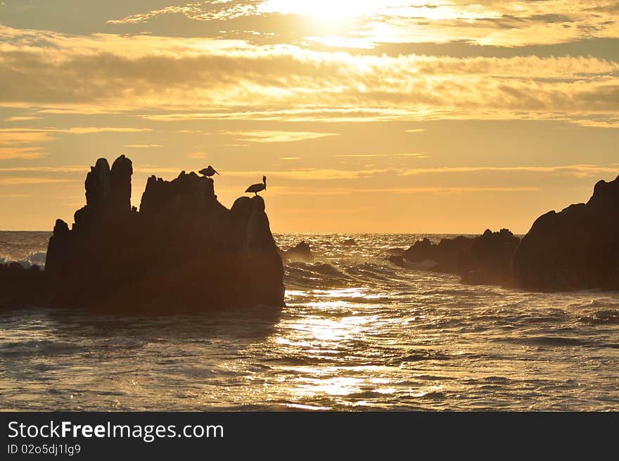 Birds sunset sea sad clown bright orange sad moment beach