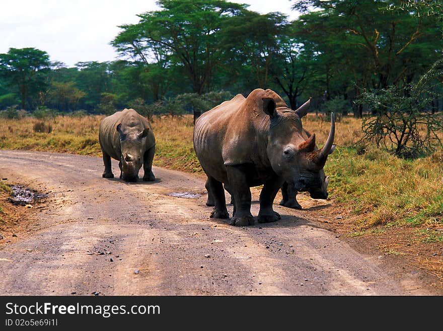 Rhinos in the savannah of Nakuro Park - Kenya