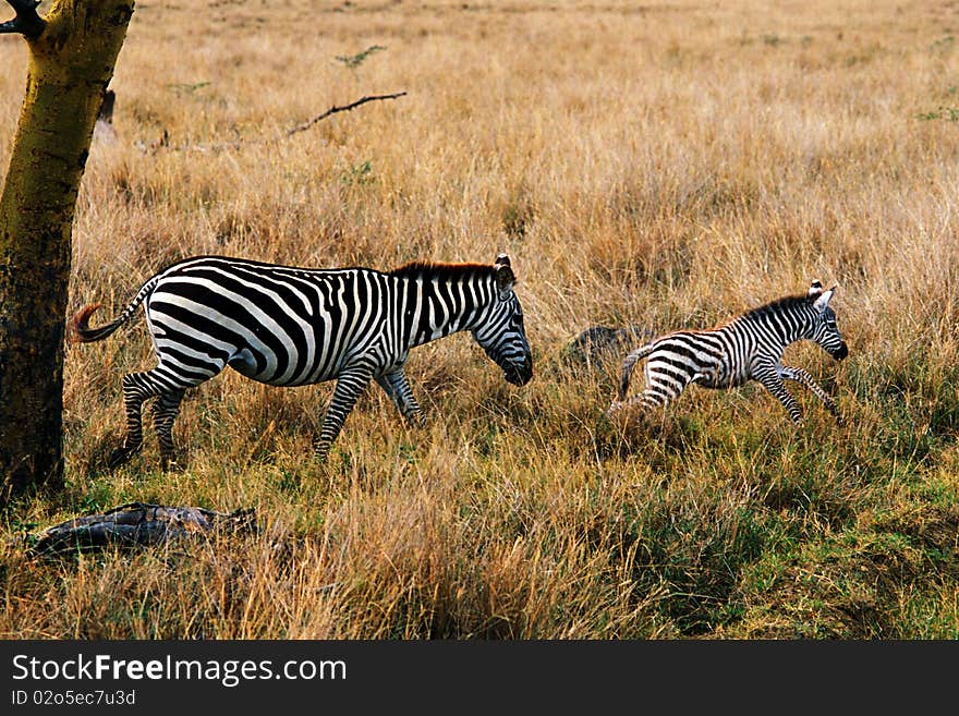 Zebra mother with cub in the savannah of Nakuro Park - Kenya