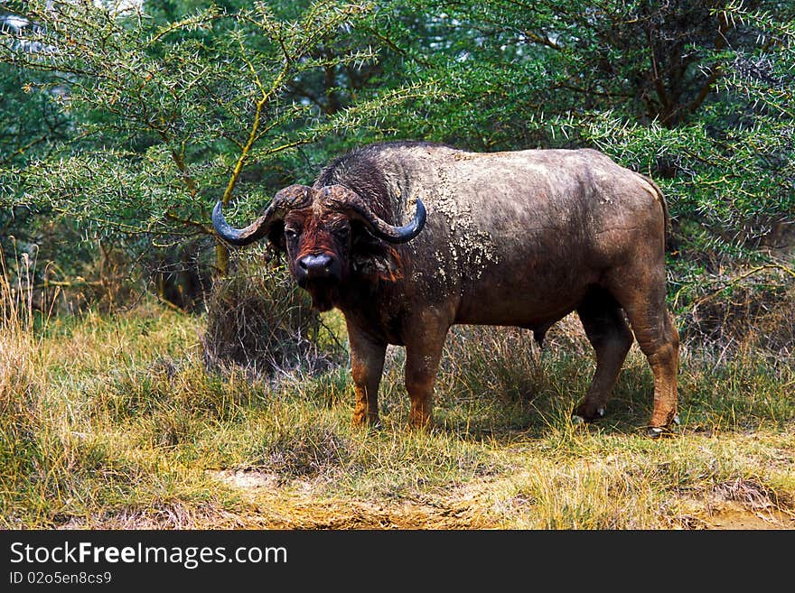 Buffalo in the savannah