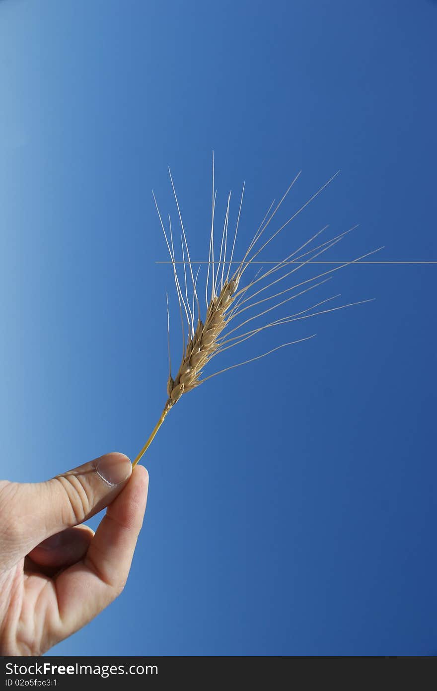 A hand holding a dry wheat straw