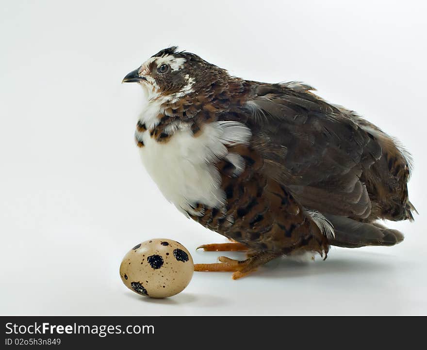 Domestic quail