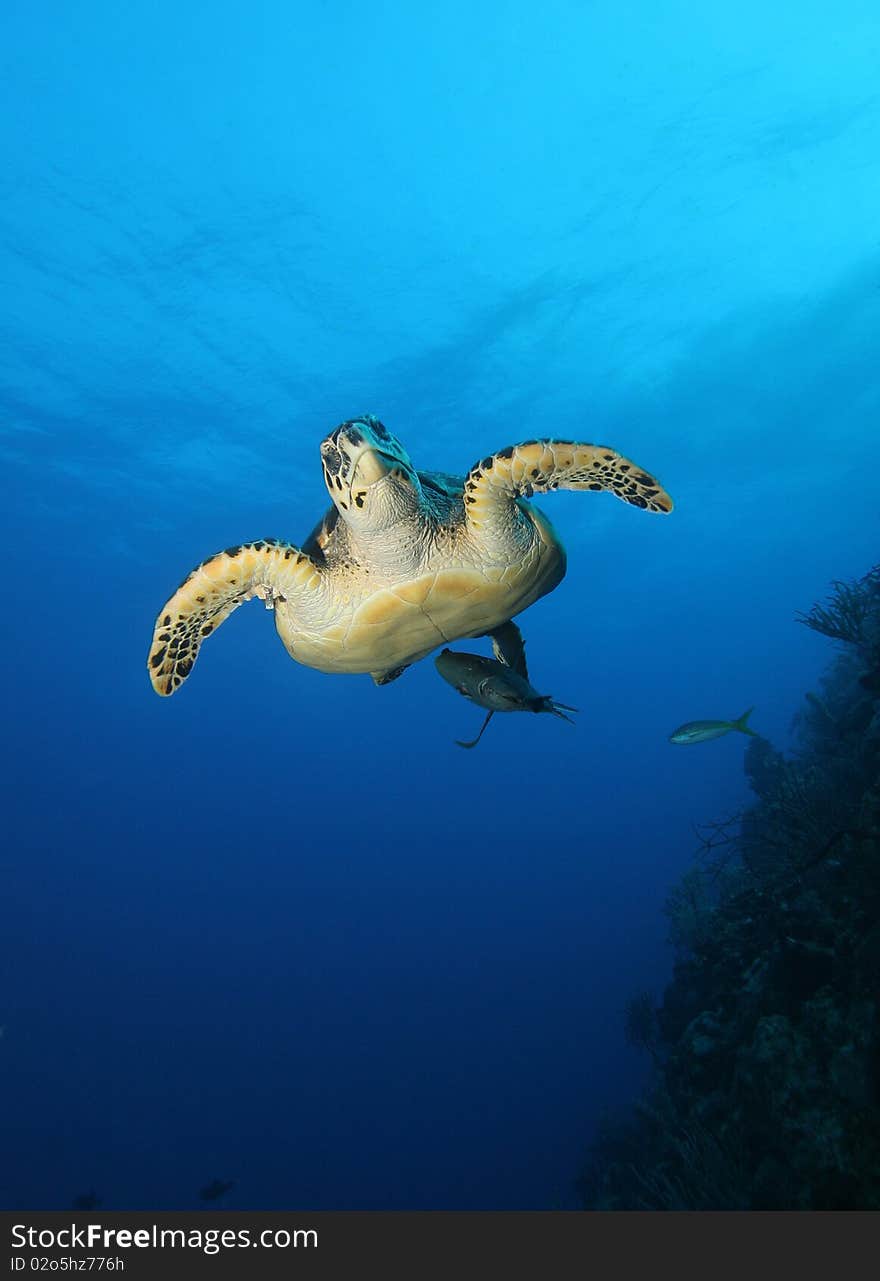 Inquisitive Sea Turtle