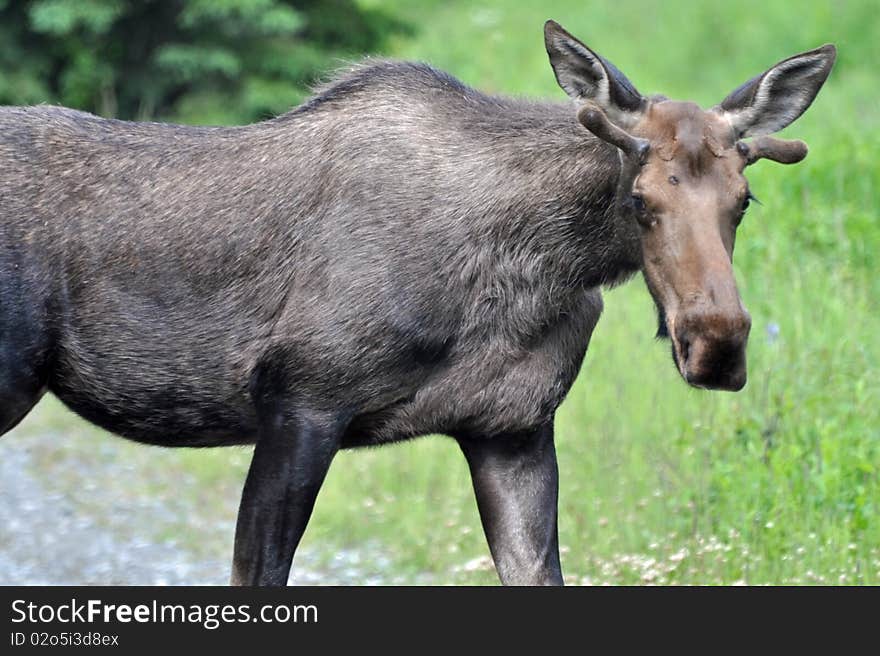 Wild, Spike bull moose in Alaska. Wild, Spike bull moose in Alaska