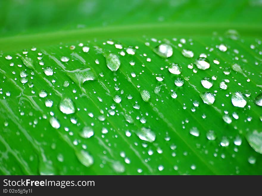 Water droplets on leaf in rainy season.