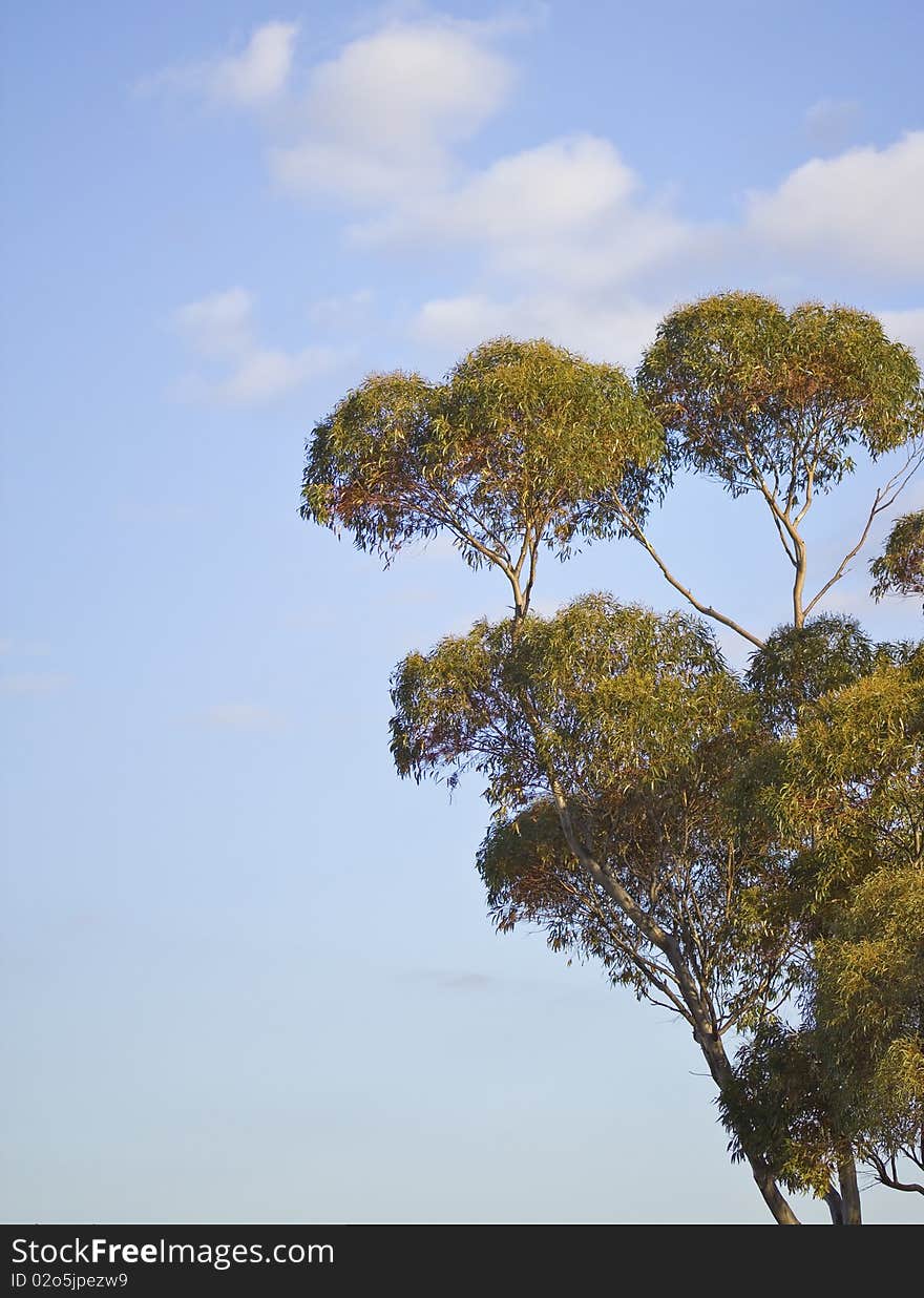 Eucalyptus Branches - Copy Space