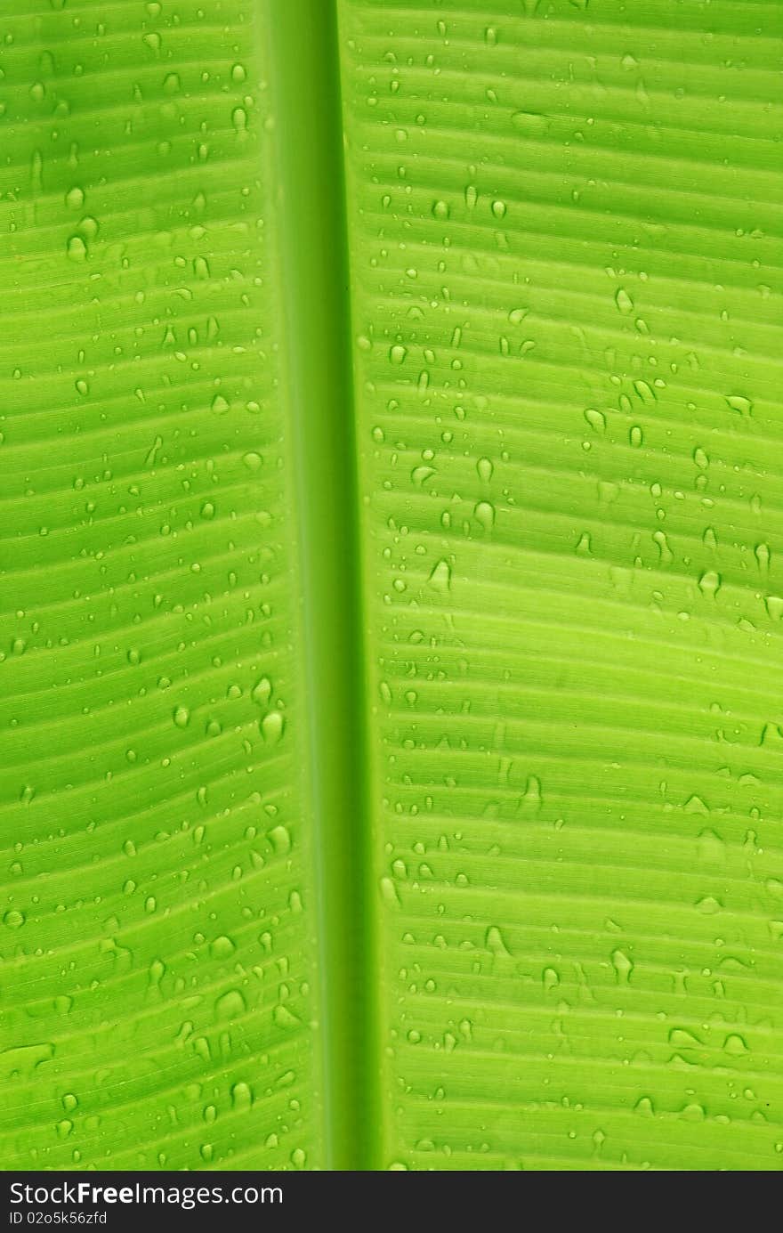 Water droplets on leaf in rainy season. Water droplets on leaf in rainy season.