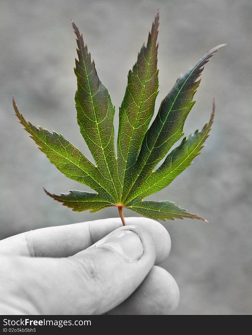 A black and white hand holding a green leaf. A black and white hand holding a green leaf.