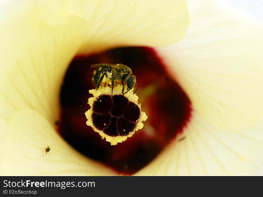 Ladyfinger s flower with bee