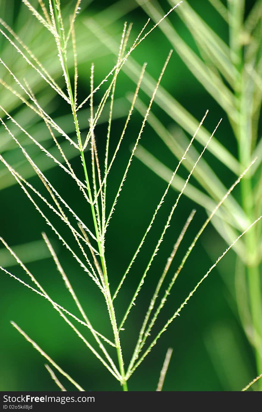 The grass in rainy season.