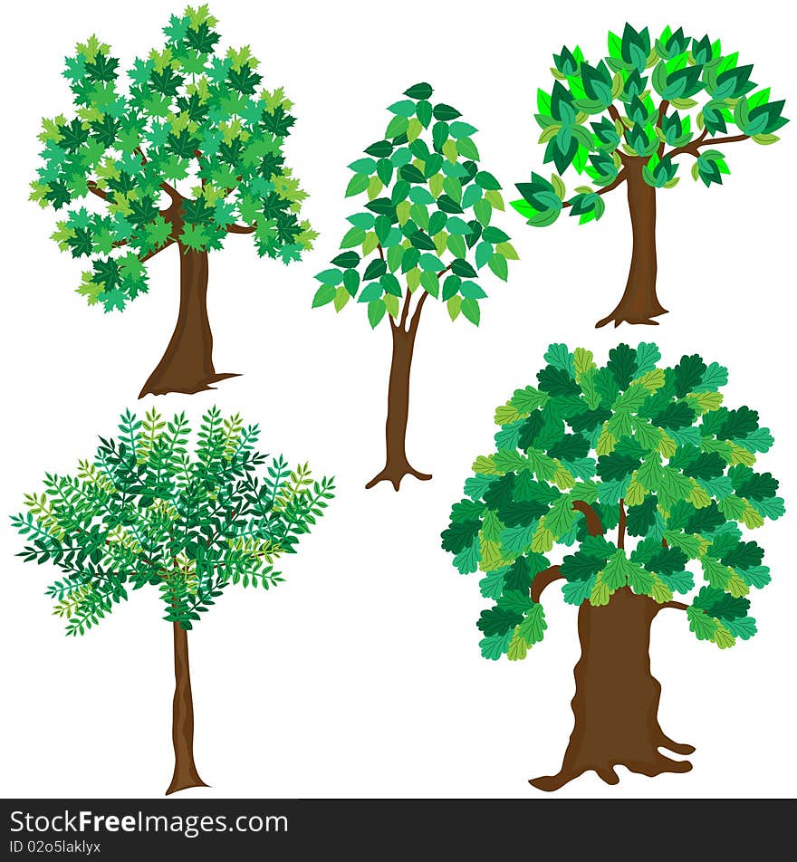 Green leafy tree on white background. Vector illustration