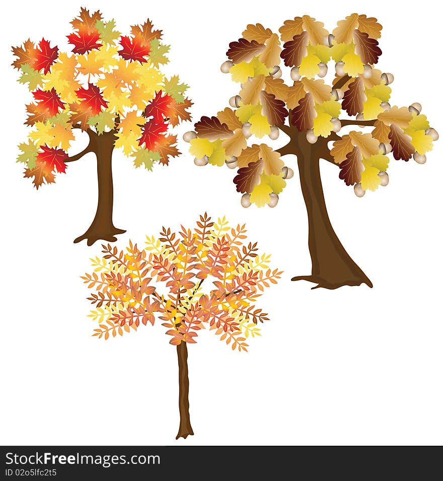 Three autumn leafy trees. Vector illustration. Three autumn leafy trees. Vector illustration