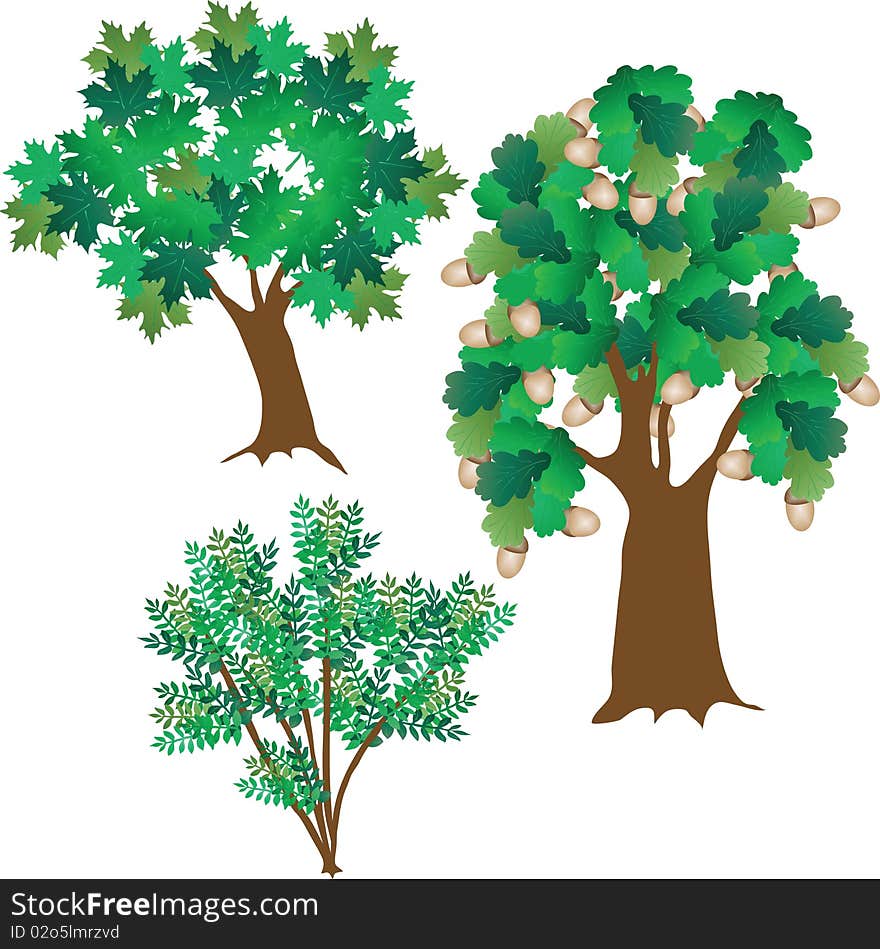 Three green leafy trees. Vector illustration