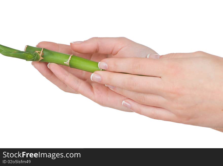 Bamboo plant in female hands isolated on white background