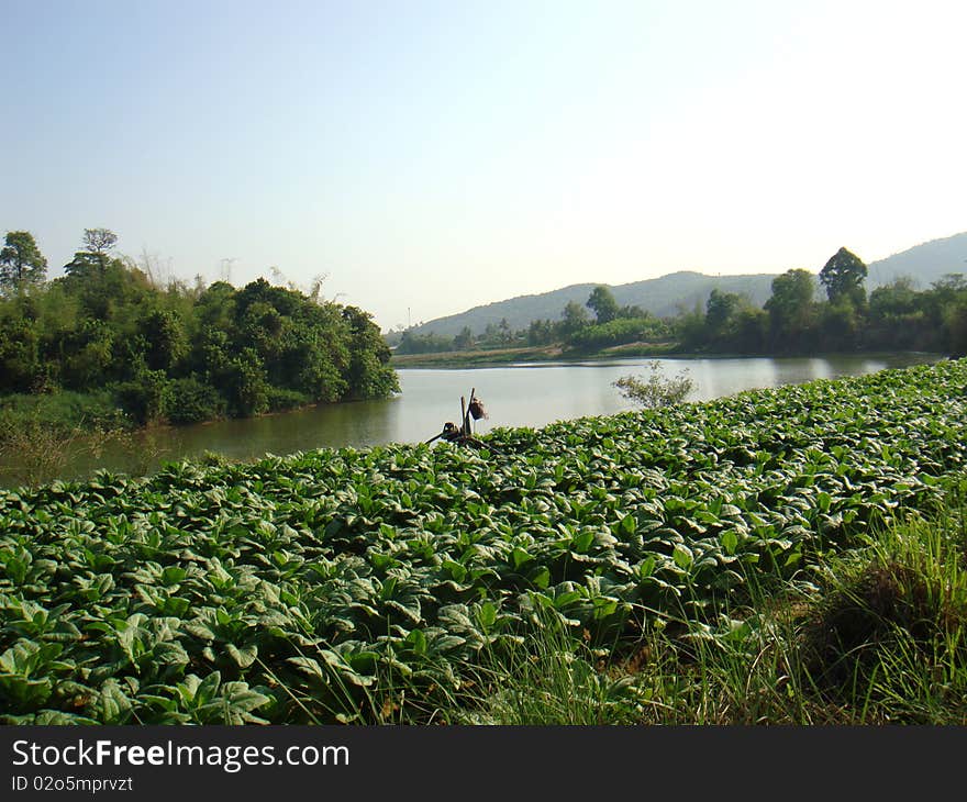 Tobacco plantatioin