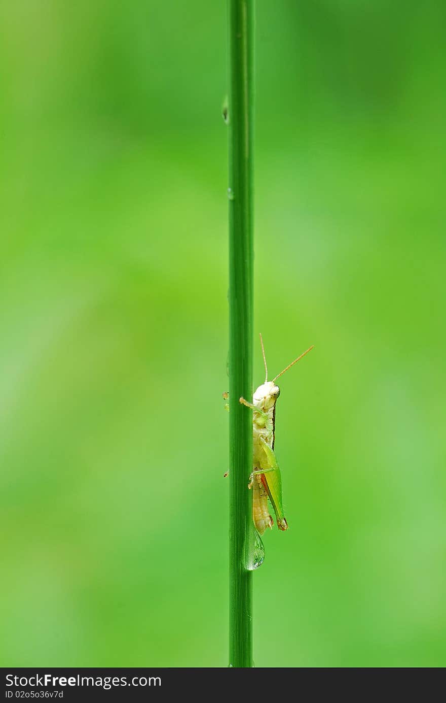 Grasshopper