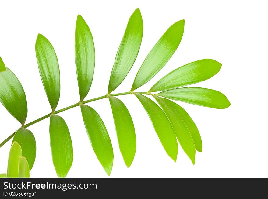 Fresh green leaf isolated on white background