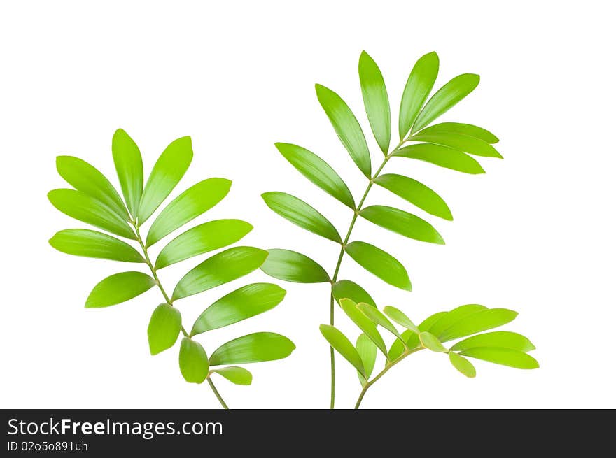 Fresh green leaves isolated on white background. Fresh green leaves isolated on white background