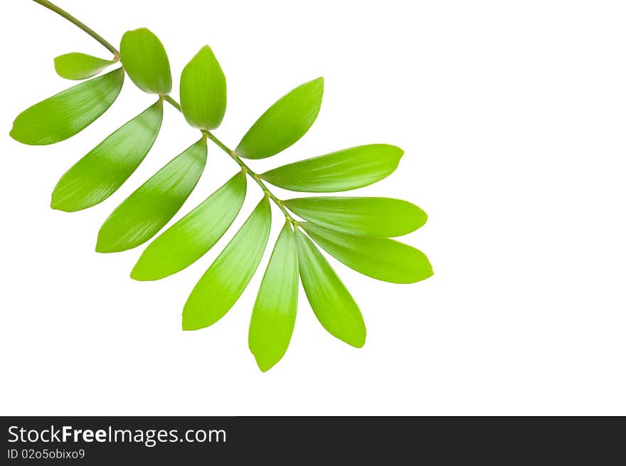 Fresh green leaves isolated on white background