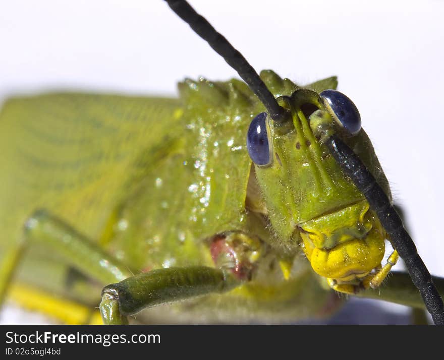 Locust preening