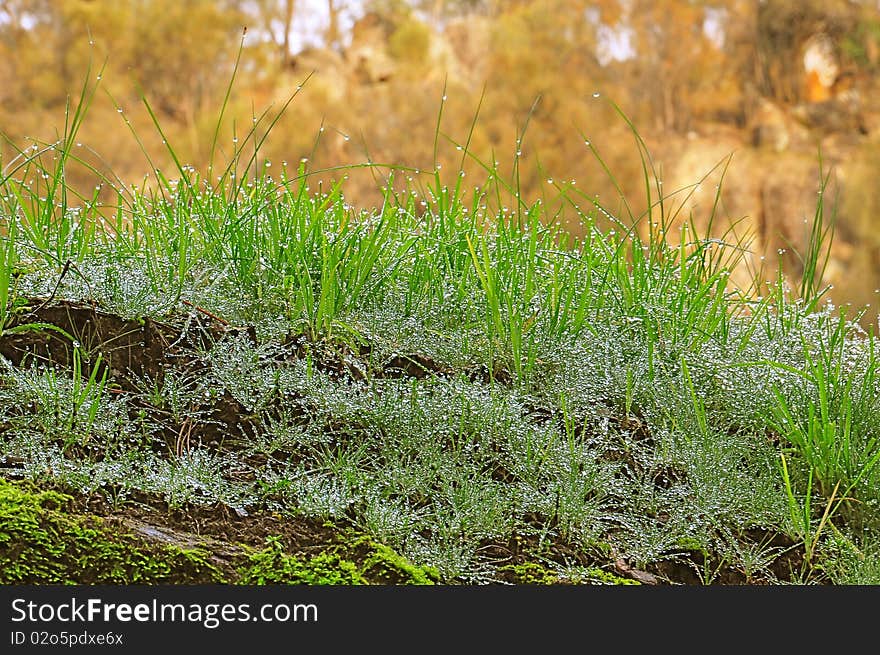 Morning Dew On Green Grass