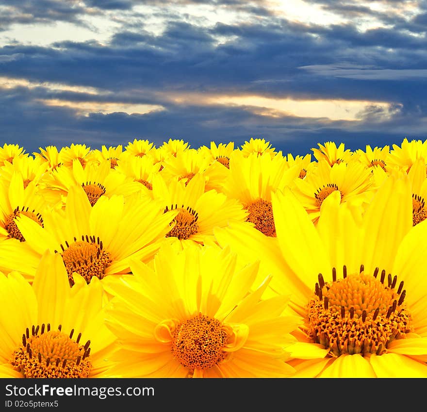 Beautiful field yellow camomile upon background mysterious dark blue heaven