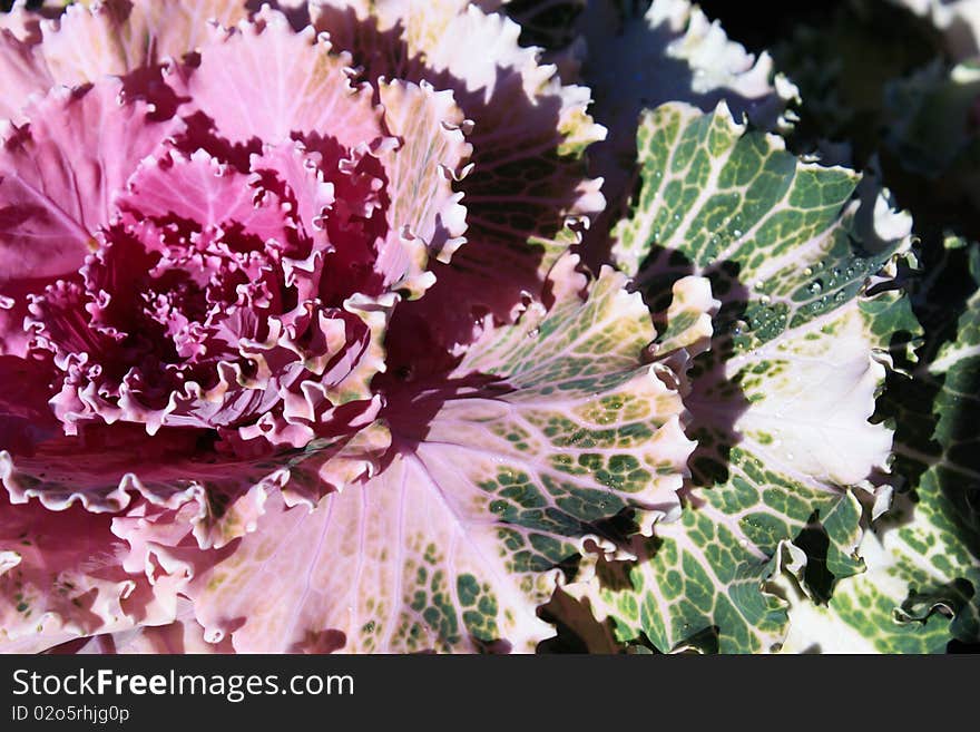 The beautiful flowers in the garden