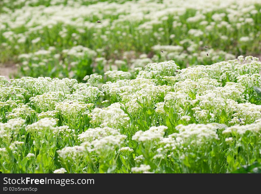 Green grass lawn background. Close up