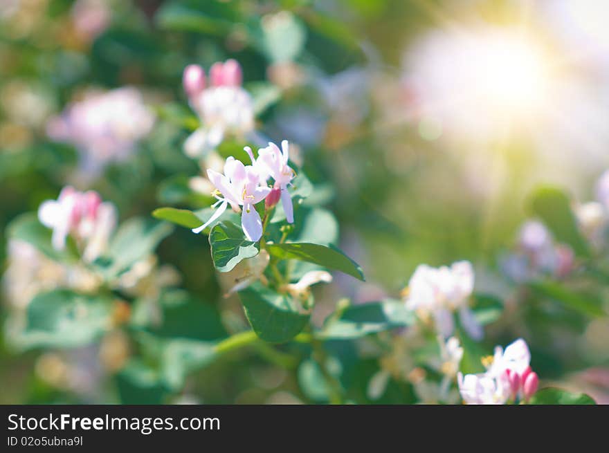 Jasmine flowers. Nice background on the subject of seasonal differences.