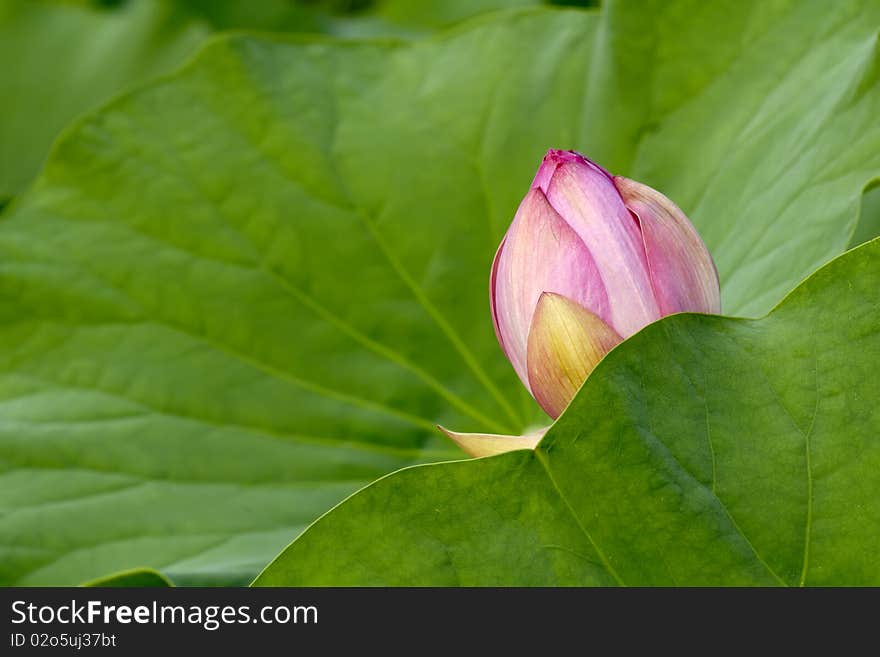 Blossom bud