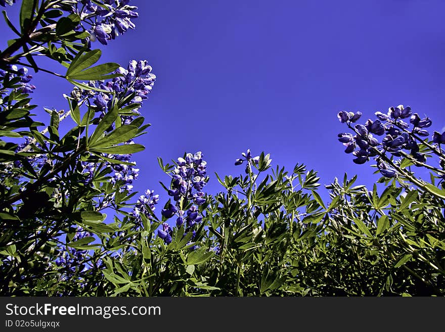 Nootka Lupin flower in the sun