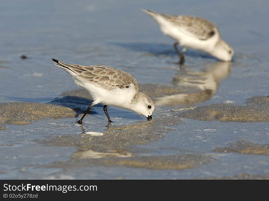 Sanderling Calidris Alba