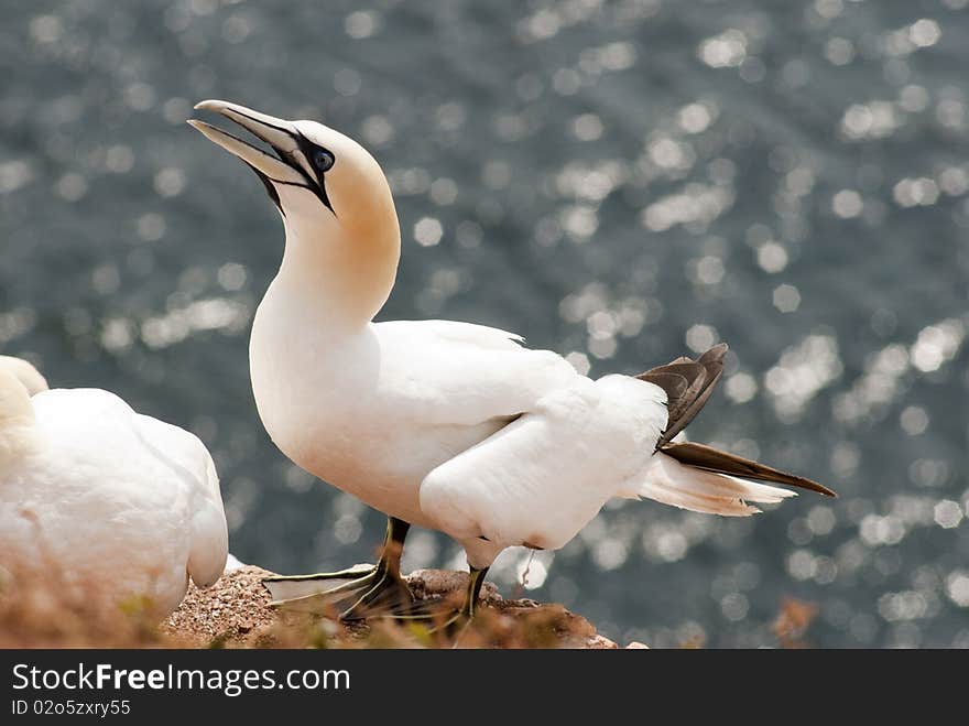 Close-up Gannet