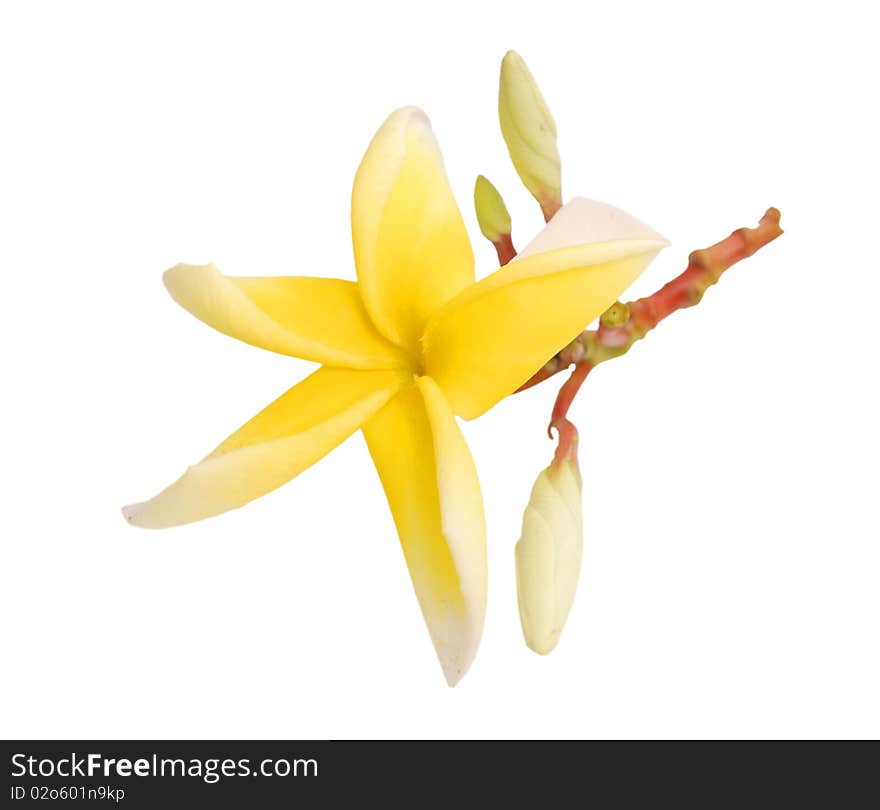 Yellow frangipanis