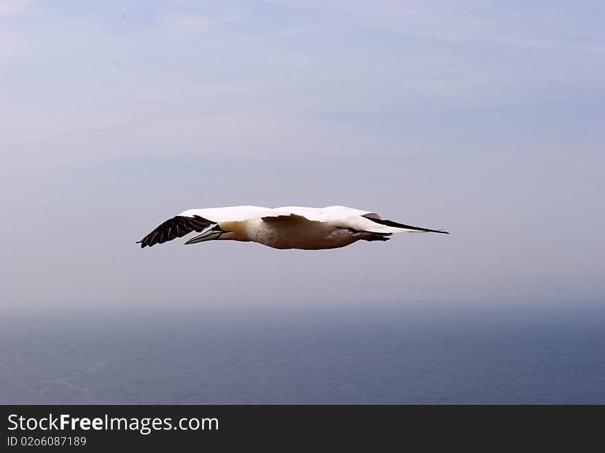 Gannet in the air