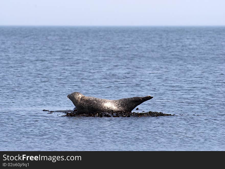 Harbor seal resting