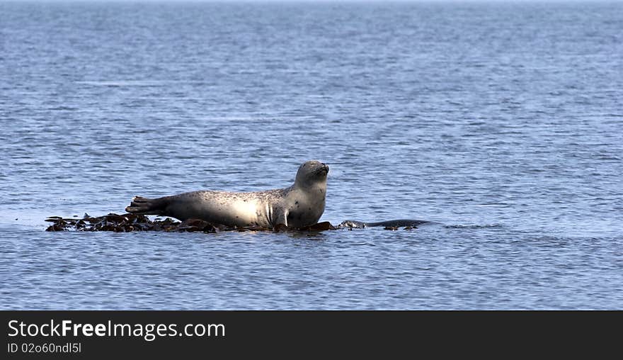 Harbor Seals